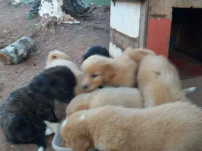 Cachorro ra a vira lata idade 1 ano nome sem nome