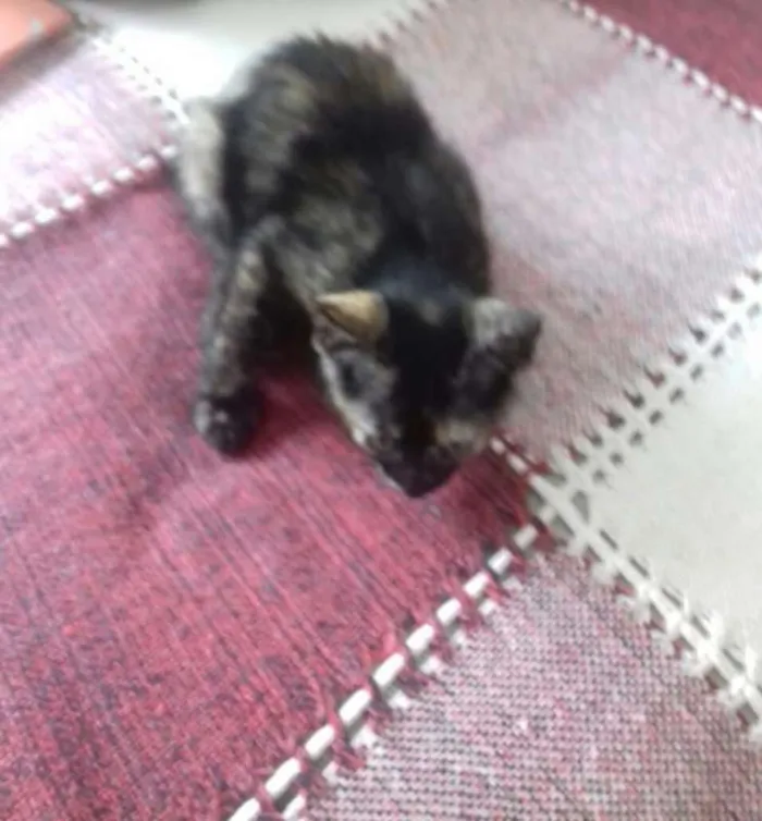 Gato ra a Siamês idade 7 a 11 meses nome Mazzie