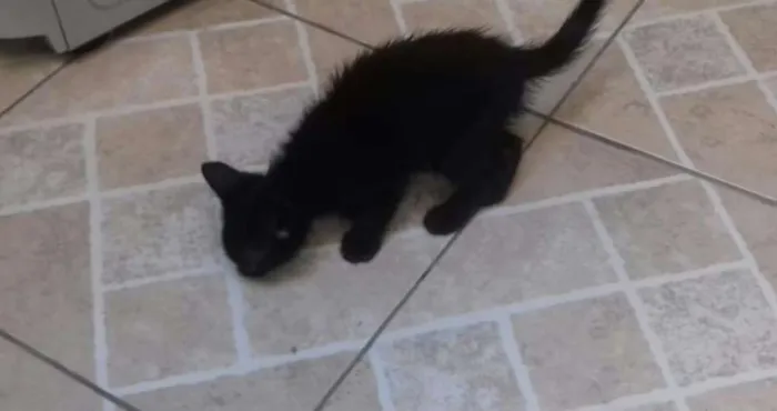 Gato ra a Siamês idade 7 a 11 meses nome Mazzie