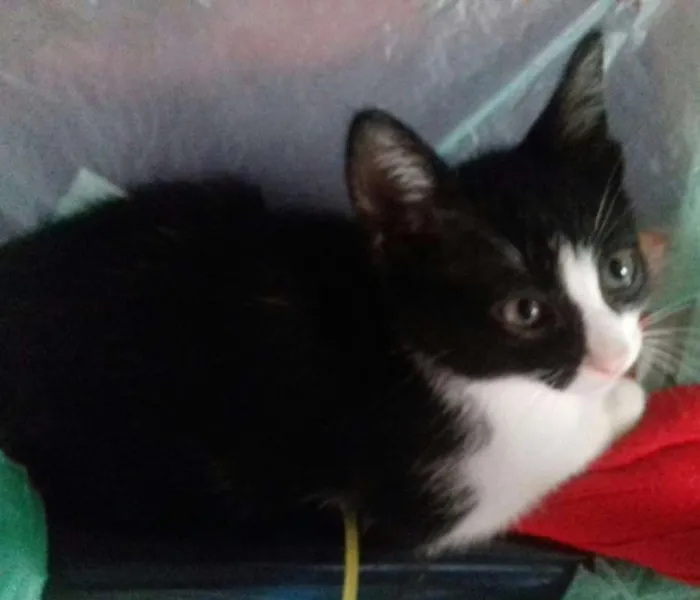 Gato ra a Siamês idade 7 a 11 meses nome Mazzie