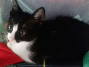 Gato raça Siamês idade 7 a 11 meses nome Mazzie