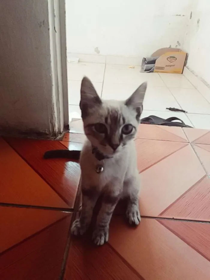 Gato ra a Mestiça idade 2 a 6 meses nome Tom