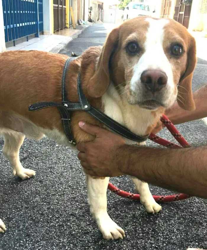 Cachorro ra a Beagle  idade 5 anos nome Suspiro 