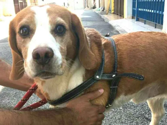 Cachorro ra a Beagle  idade 5 anos nome Suspiro 