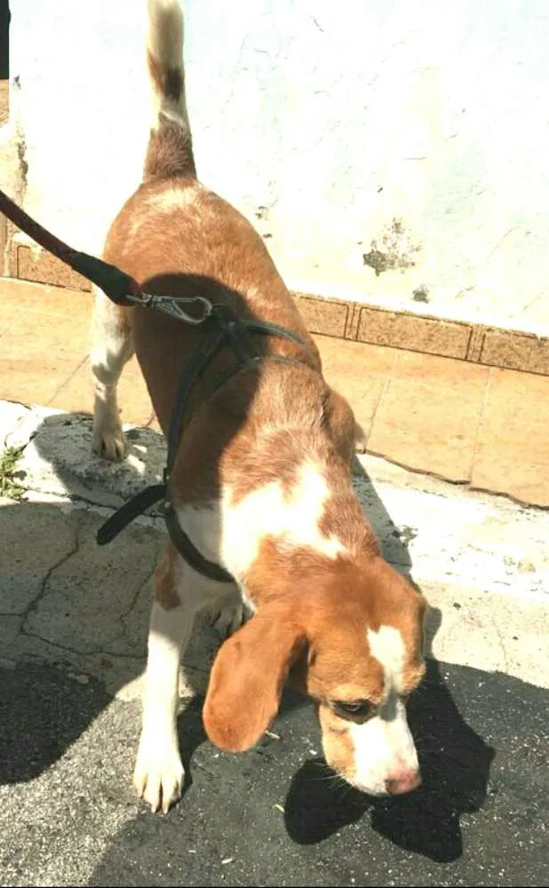 Cachorro ra a Beagle  idade 5 anos nome Suspiro 