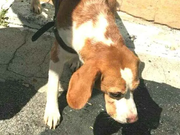Cachorro ra a Beagle  idade 5 anos nome Suspiro 