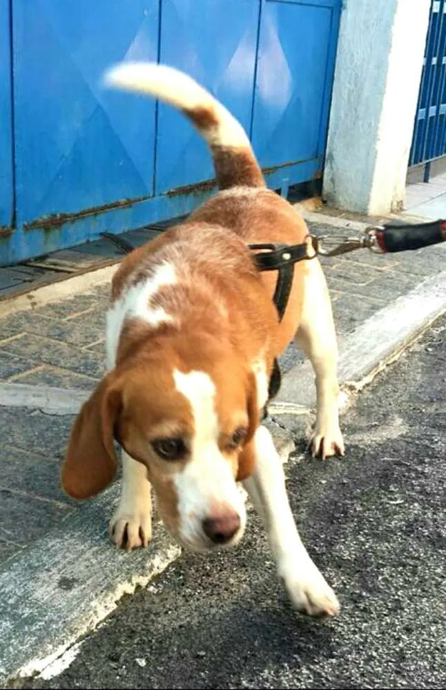Cachorro ra a Beagle  idade 5 anos nome Suspiro 