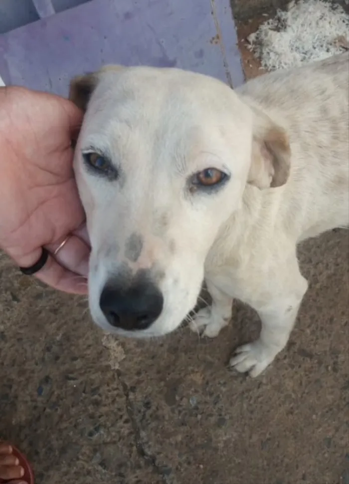 Cachorro ra a SRD idade 1 ano nome Lua 