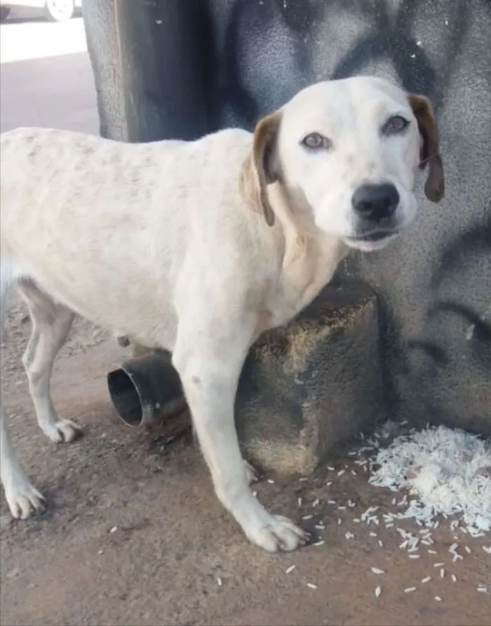 Cachorro ra a SRD idade 1 ano nome Lua 