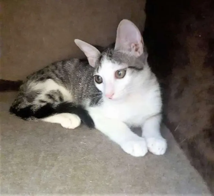 Gato ra a SRD idade 2 a 6 meses nome Joaquina