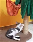 Joaquina