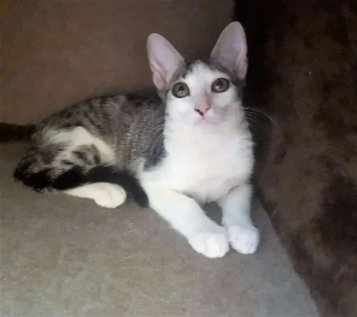 Gato ra a SRD idade 2 a 6 meses nome Joaquina