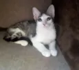 Joaquina