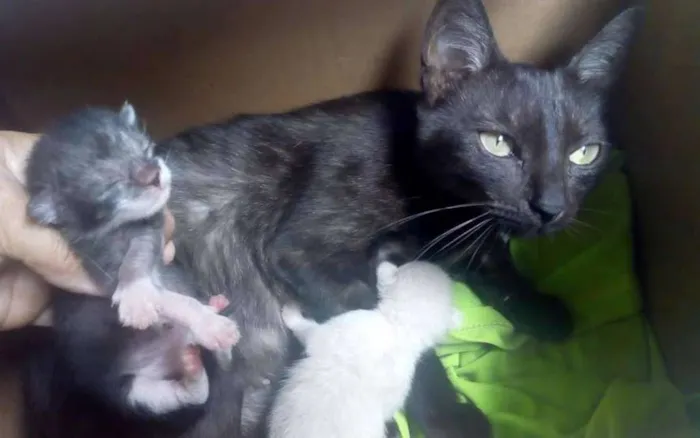 Gato ra a  idade 1 ano nome Mãezinha pretinha