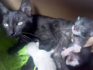 Gato raça  idade 1 ano nome Mãezinha pretinha