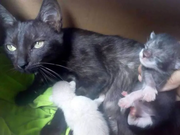 Gato ra a  idade 1 ano nome Mãezinha pretinha