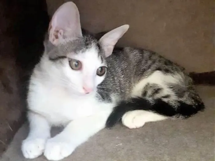 Gato ra a SRD idade 2 a 6 meses nome Joaquina