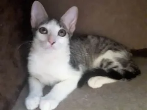 Gato raça SRD idade 2 a 6 meses nome Joaquina