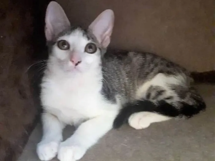 Gato ra a SRD idade 2 a 6 meses nome Joaquina