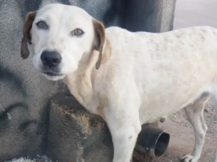 Cachorro ra a SRD idade 1 ano nome Lua 