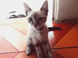 Gato raça Mestiça idade 2 a 6 meses nome Tom