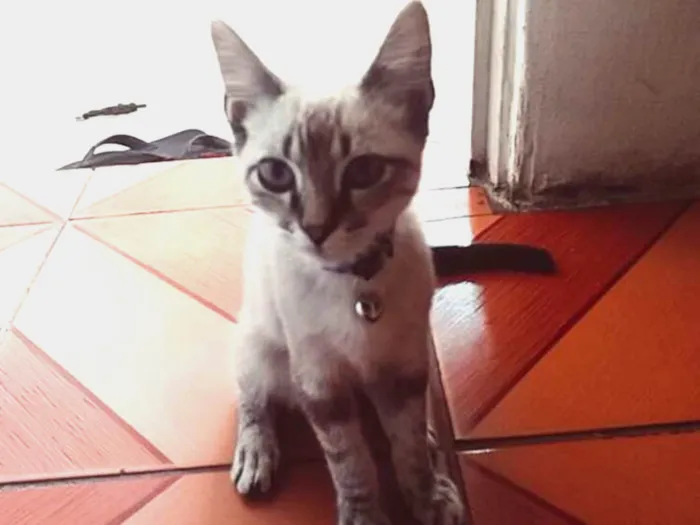 Gato ra a Mestiça idade 2 a 6 meses nome Tom