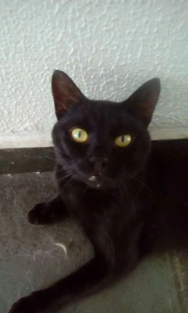 Gato ra a Srd idade 1 ano nome Dentinho