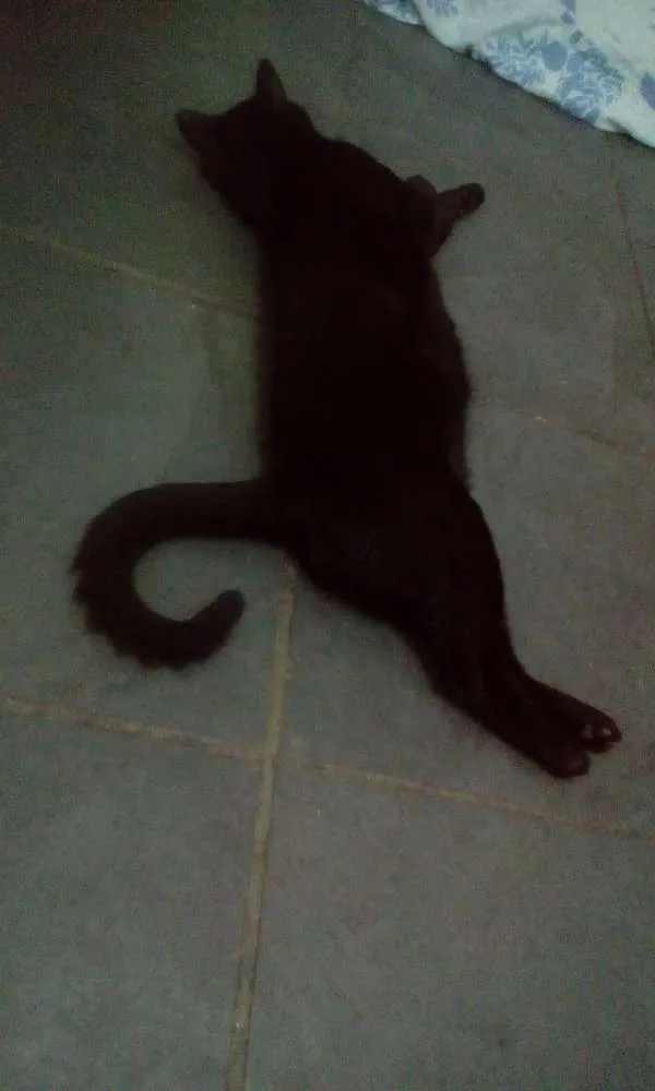 Gato ra a Srd idade 1 ano nome Dentinho