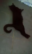Dentinho