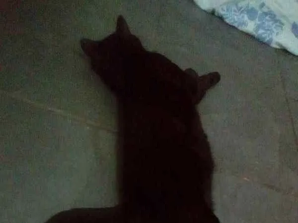 Gato ra a Srd idade 1 ano nome Dentinho