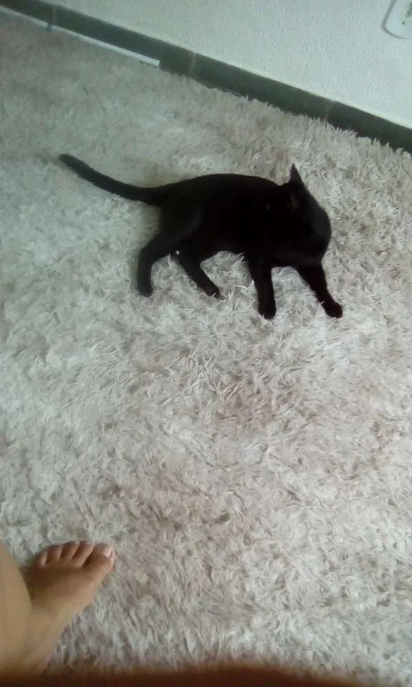 Gato ra a Srd idade 1 ano nome Dentinho