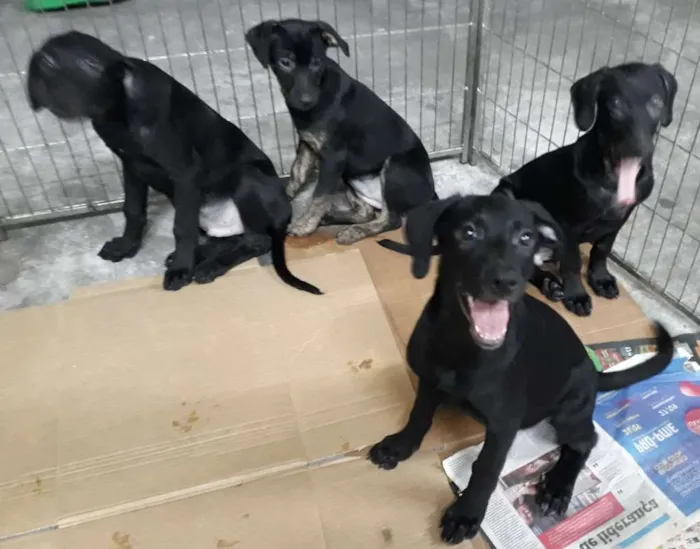 Cachorro ra a Srd idade 2 a 6 meses nome Filhotes S/nomes