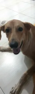 Nala
