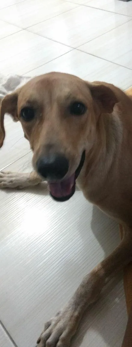 Cachorro raça Labrador com Weimaraner idade 2 anos nome Nala