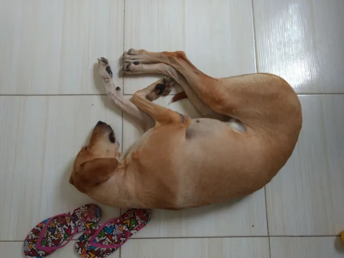 Cachorro raça Labrador com Weimaraner idade 2 anos nome Nala