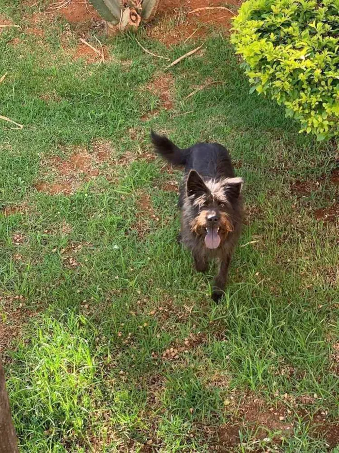 Cachorro ra a Diversa idade 2 anos nome Dora