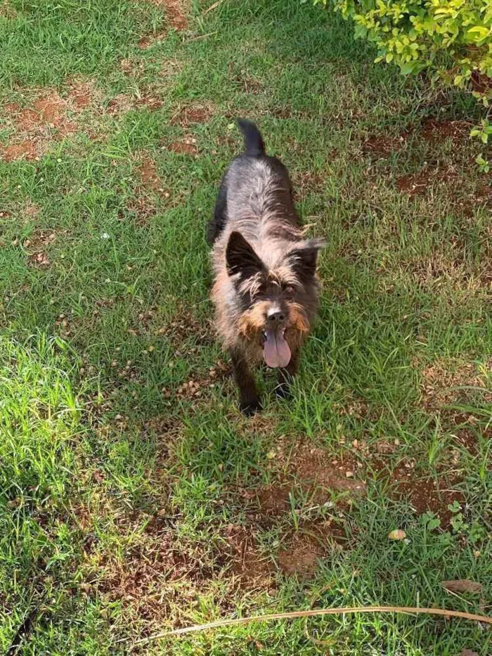 Cachorro ra a Diversa idade 2 anos nome Dora
