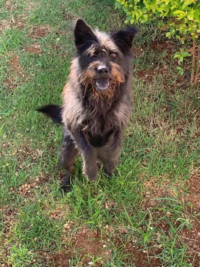 Cachorro ra a Diversa idade 2 anos nome Dora