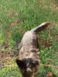 Dora