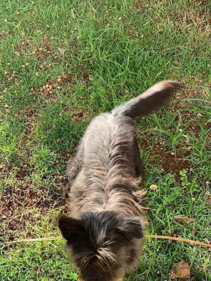 Cachorro ra a Diversa idade 2 anos nome Dora