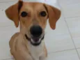 Nala