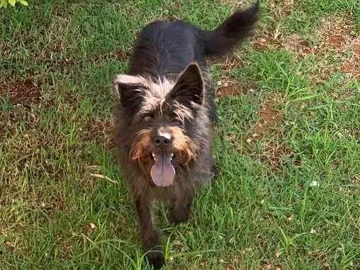 Cachorro ra a Diversa idade 2 anos nome Dora