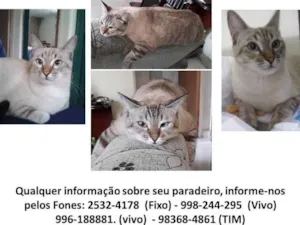Gato raça Mestiça  idade 3 anos nome NINa