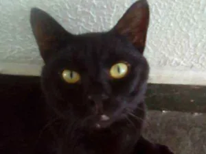 Gato raça Srd idade 1 ano nome Dentinho