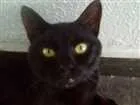 Gato raça Srd idade 1 ano nome Dentinho