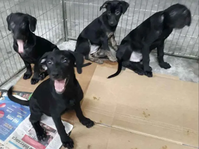 Cachorro ra a Srd idade 2 a 6 meses nome Filhotes S/nomes