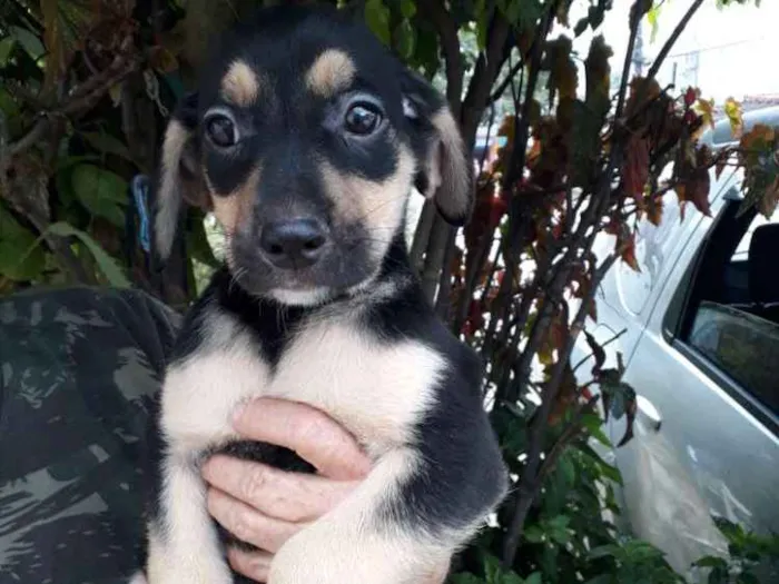Cachorro ra a Srd idade 2 a 6 meses nome Filhotes S/nomes