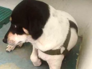Cachorro raça Sem raça definida idade 1 ano nome Resta