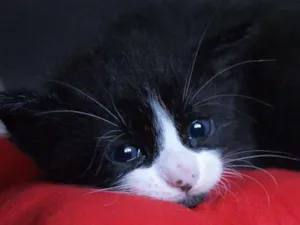 Gato raça  idade Abaixo de 2 meses nome Sem nome