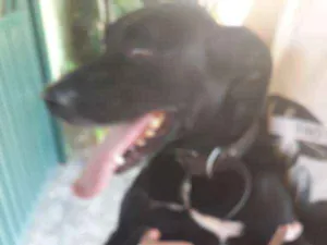 Cachorro raça SRD idade  nome Encontrada